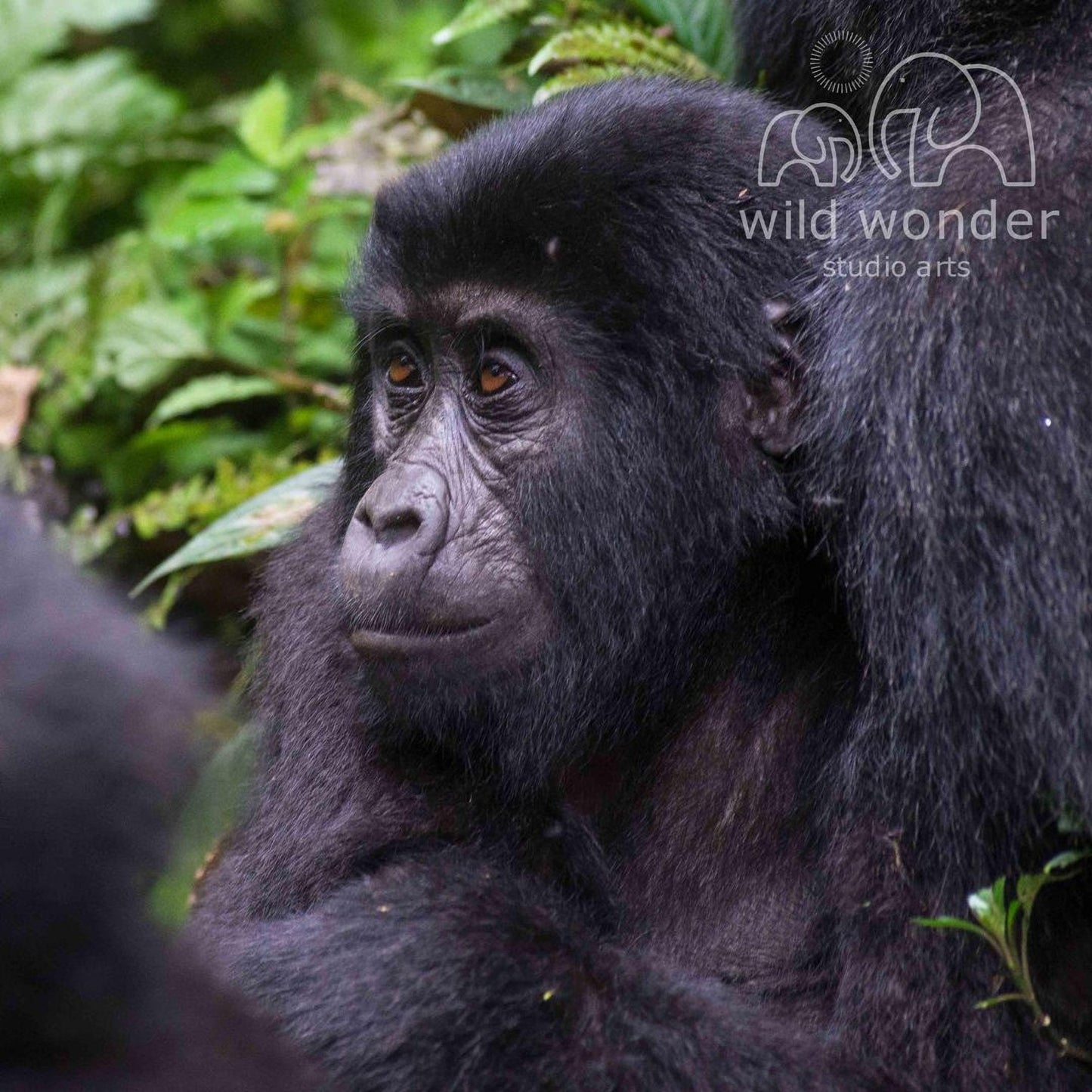 A young gorilla sits in a lush, green forest, its dark fur contrasting with the vibrant foliage.