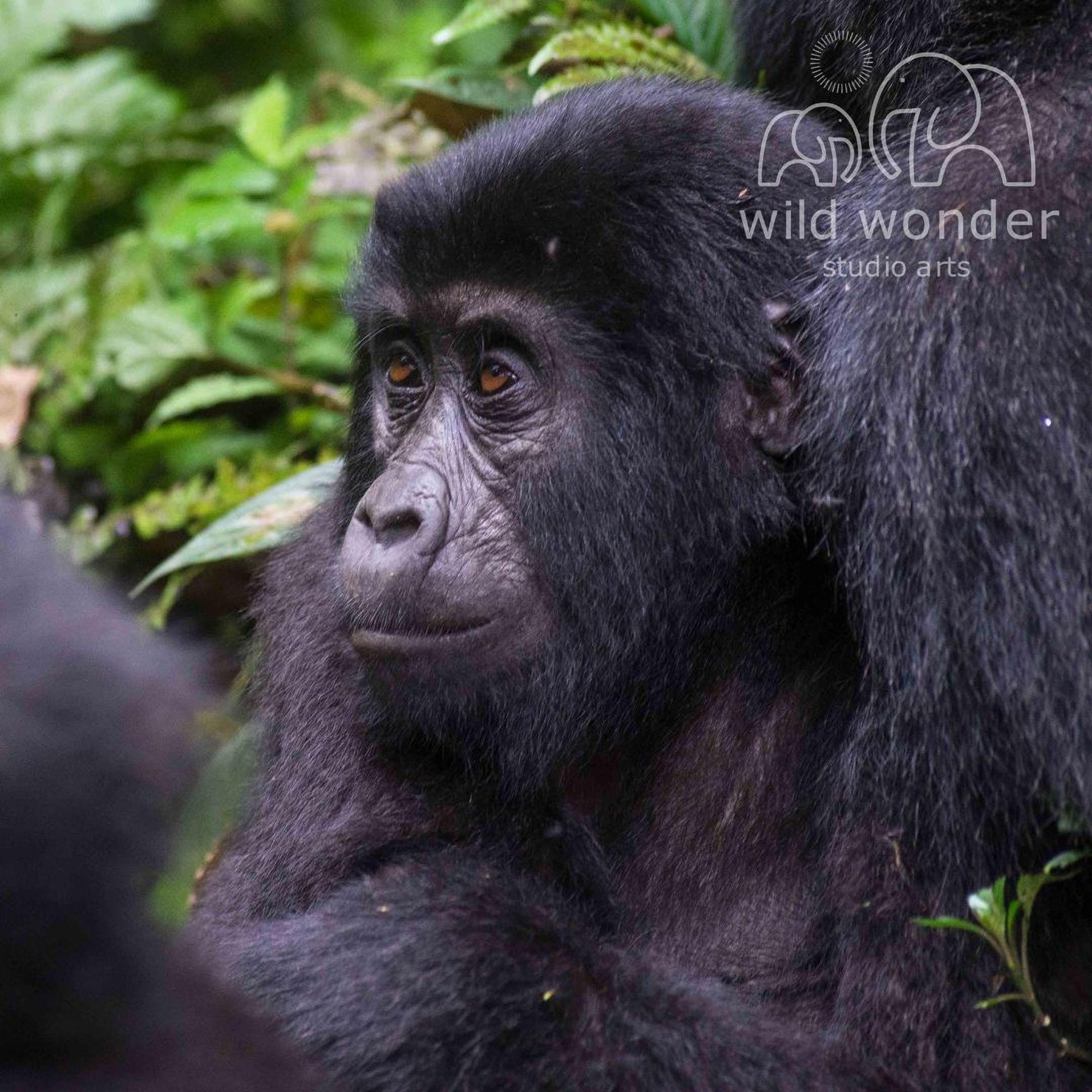 A young gorilla sits in a lush, green forest, its dark fur contrasting with the vibrant foliage.