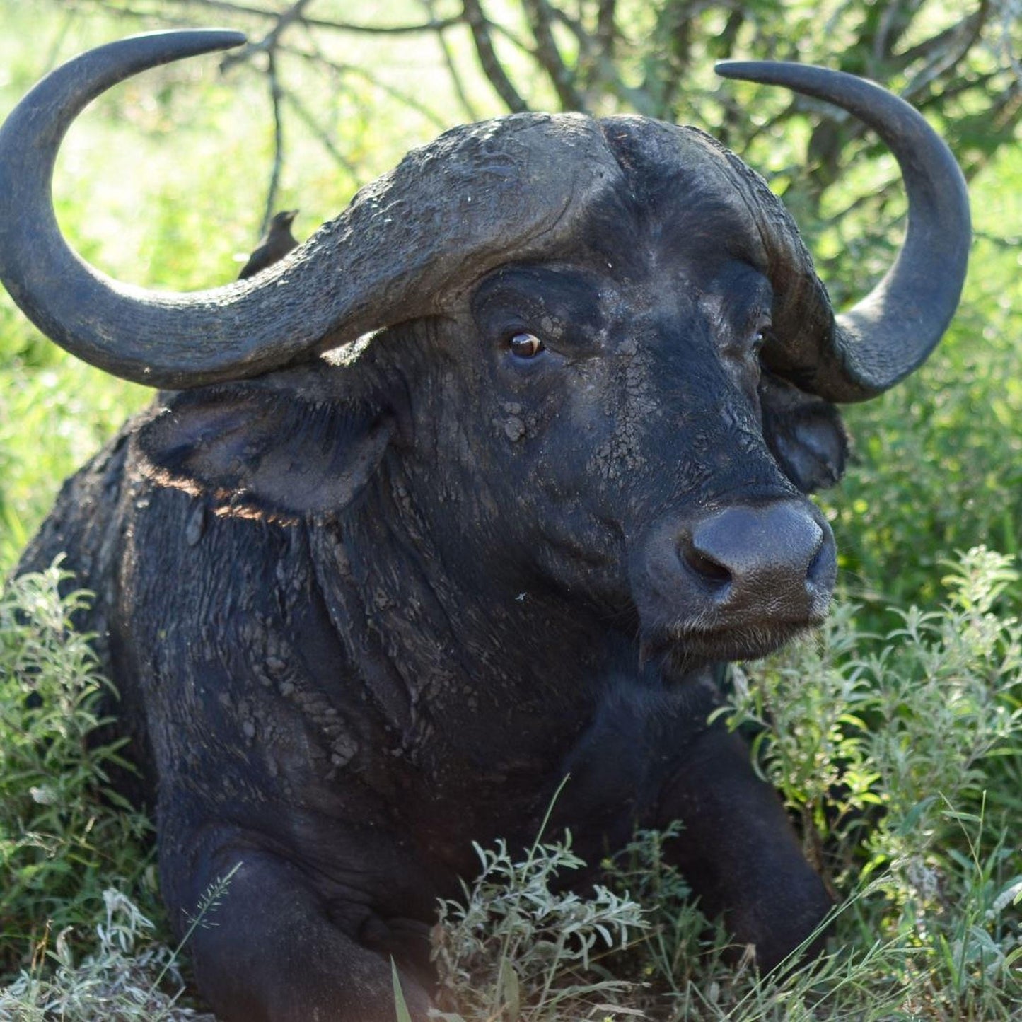 A large, horned buffalo resting in the grass, surrounded by greenery.