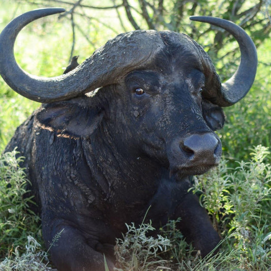 A large, horned buffalo resting in the grass, surrounded by greenery.