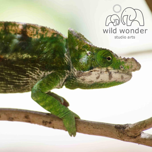 A green chameleon is perched on a branch, its vibrant color contrasting with the natural surroundings.
