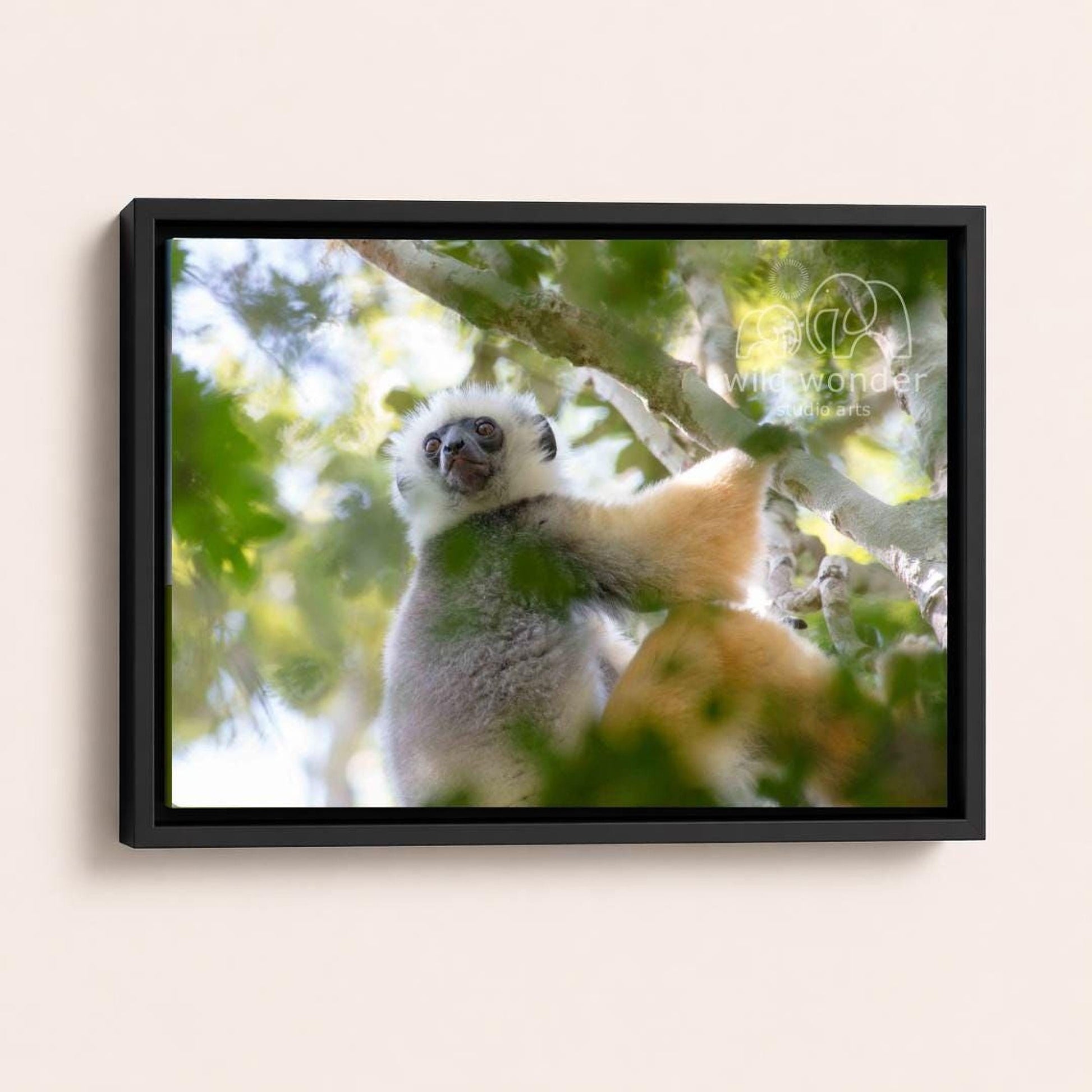 A close-up photograph of a lemur, a type of primate, in a tree with its distinctive fur and facial features clearly visible.