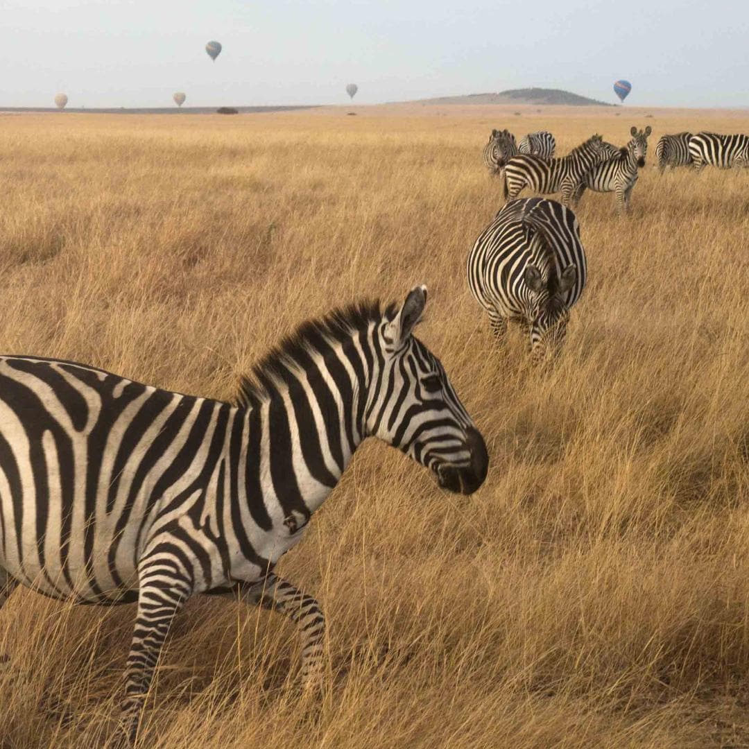 A herd of zebras grazing in a dry grass field, with hot air balloons visible in the distance.