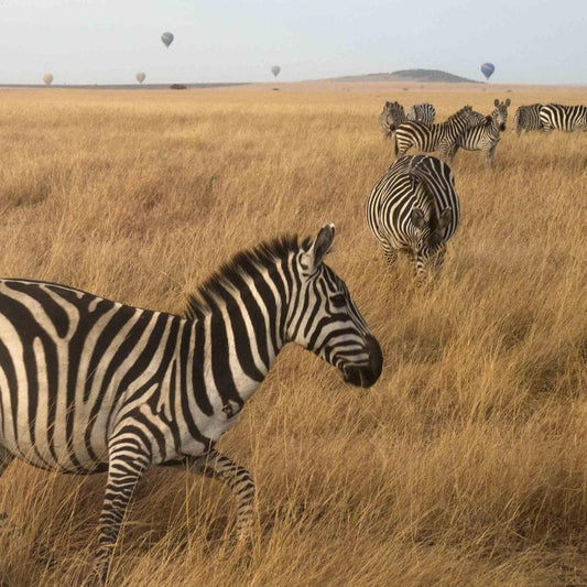 A herd of zebras grazing in a dry grass field, with hot air balloons visible in the distance.