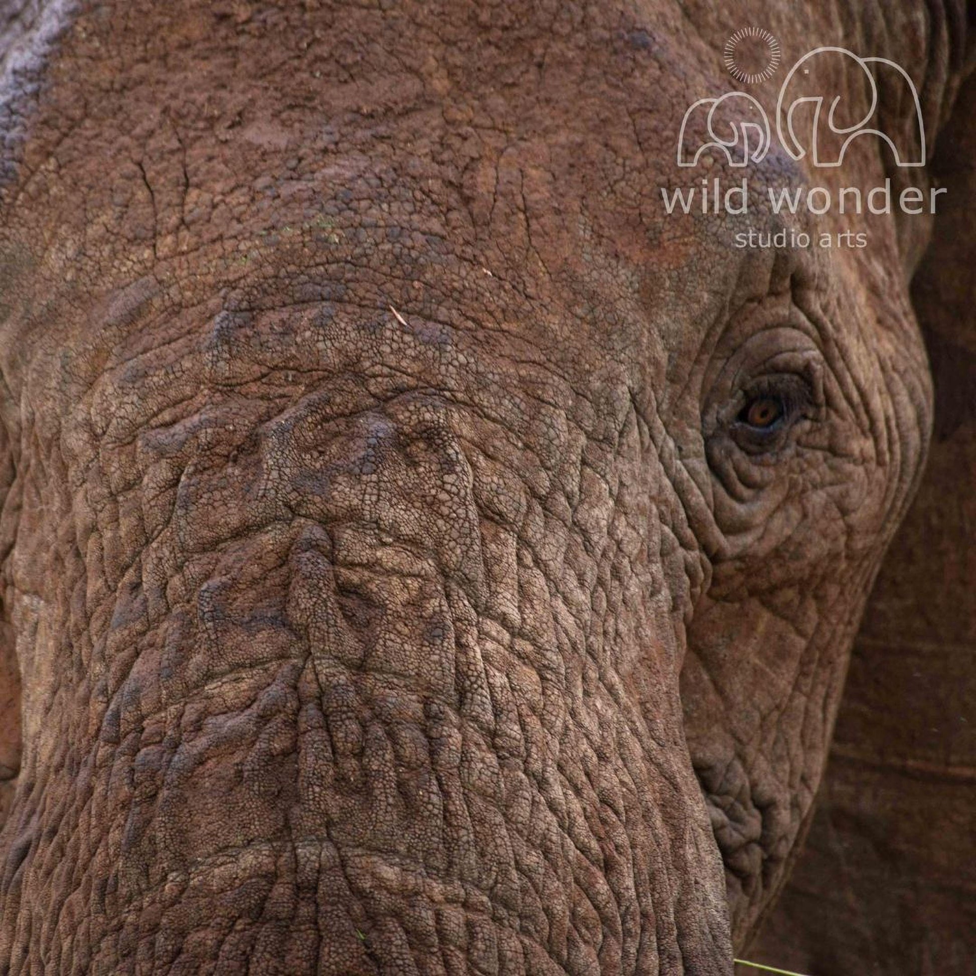A close-up view of the wrinkled and textured skin of an elephant's head, with a blurred background that appears to be a studio or art setting.