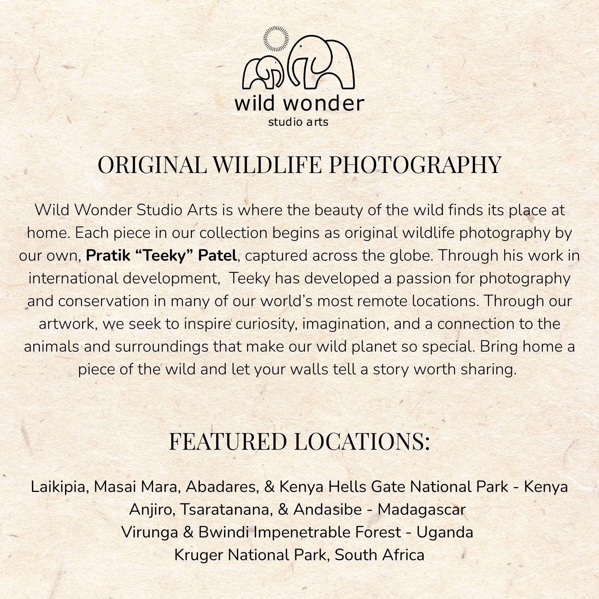 The image is a collection of wildlife photography pieces from various locations around the world, showcasing the beauty of the wild and the passion for photography in different environments.