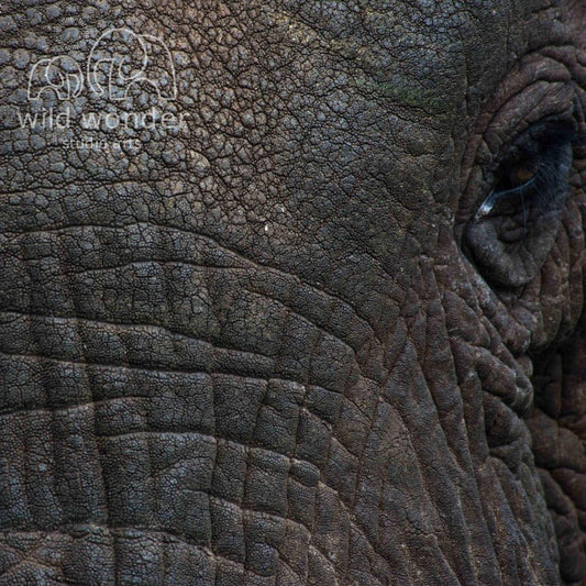 A close-up view of the eye and surrounding skin of an elephant, showcasing the intricate patterns and textures of its skin.