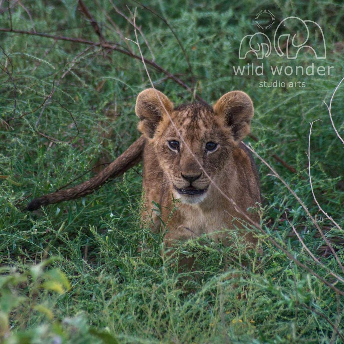 A young lion cub peeking out from the tall grass in a natural setting.