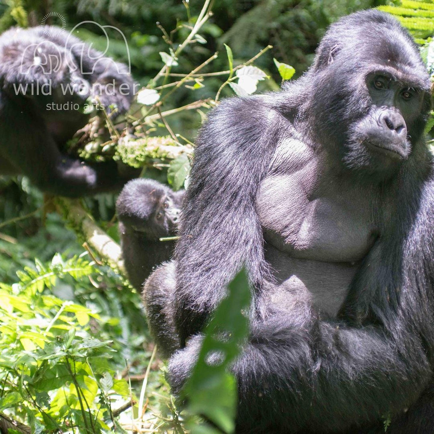 A large, dark-colored gorilla is sitting in a lush, green forest environment, surrounded by foliage and other wildlife.