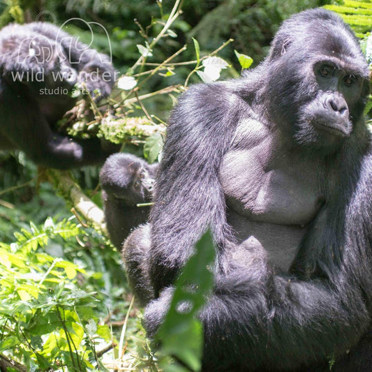 A large, dark-colored gorilla is sitting in a lush, green forest environment, surrounded by foliage and other wildlife.