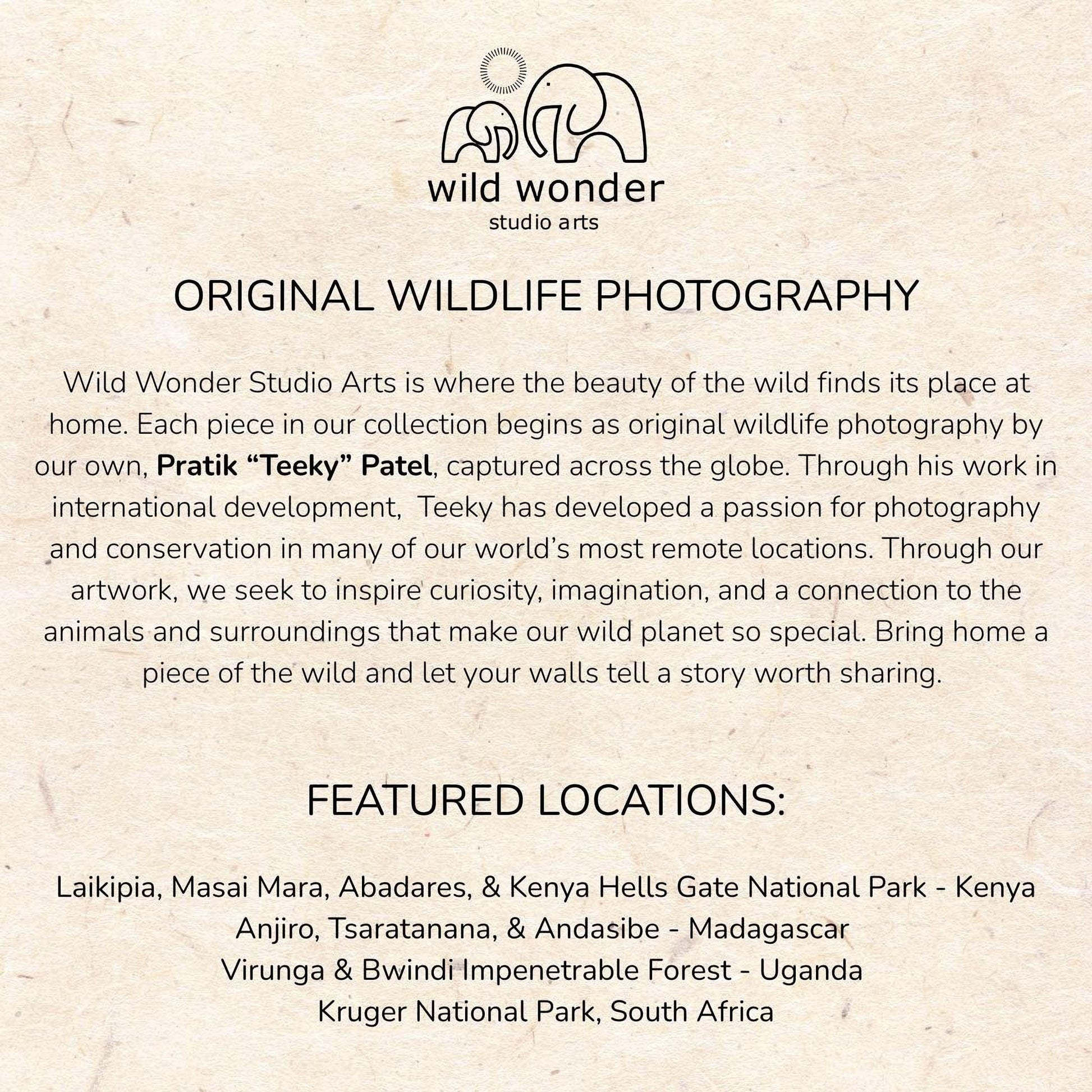 The image is a collection of wildlife photography pieces from various locations around the world, showcasing the beauty of the wild and the passion for photography in different environments.
