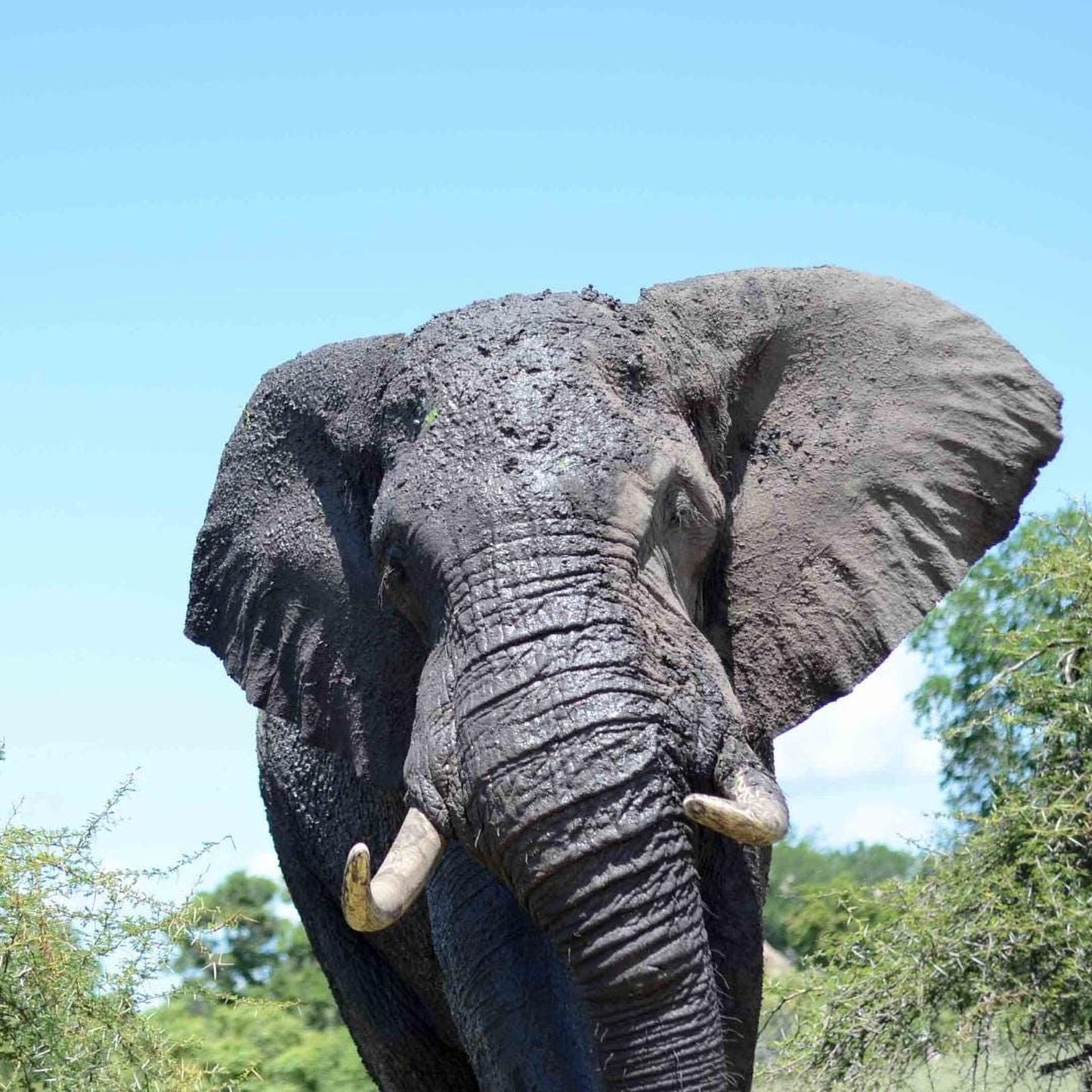 A large gray elephant with large tusks stands in a lush green environment, its trunk extended towards the camera.