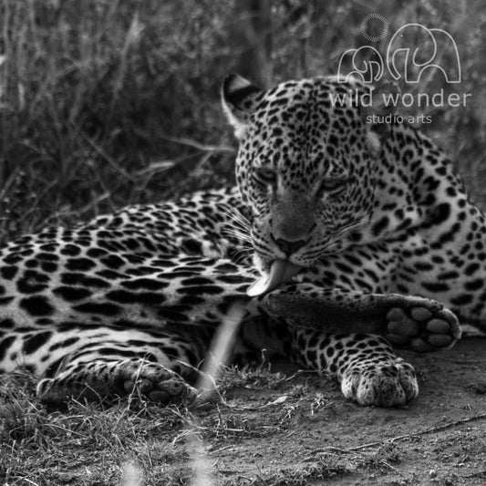 A leopard resting on the ground, with its head and front paws raised, in a natural setting.