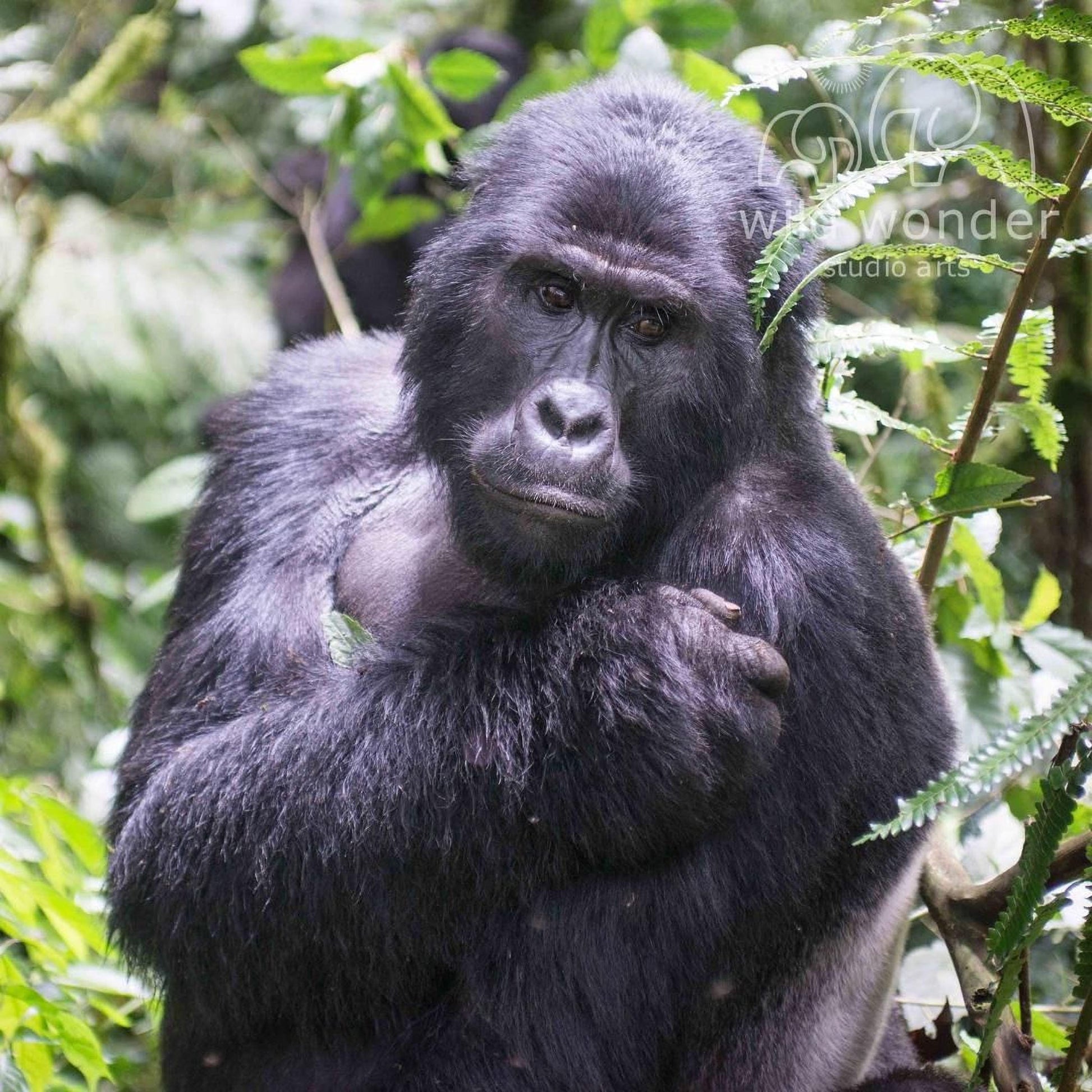 A close-up portrait of a gorilla in a lush, green forest environment.
