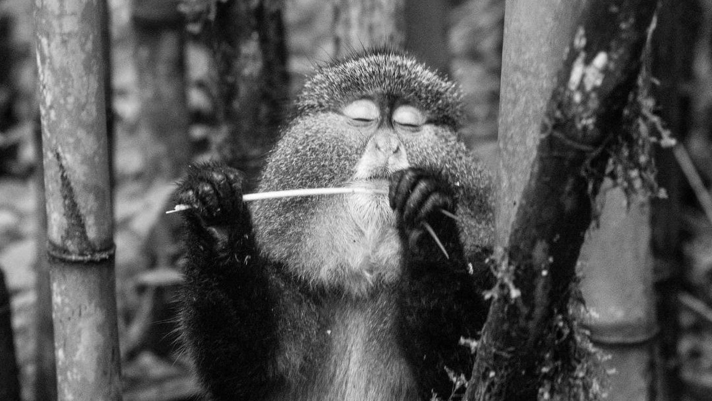 A monkey is seen holding a stick and playing with it in a forest setting.