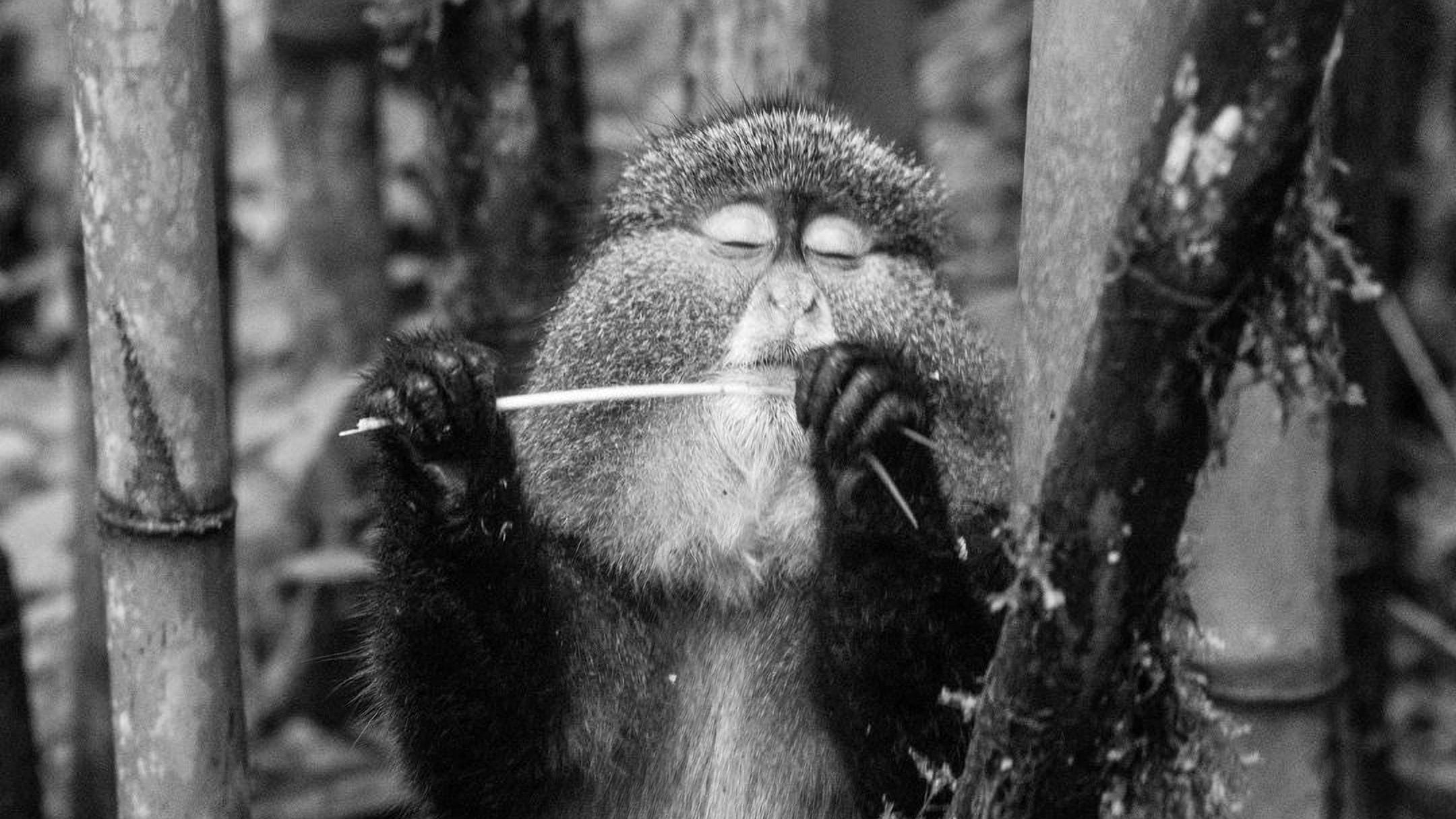 A monkey is seen holding a stick and playing with it in a forest setting.