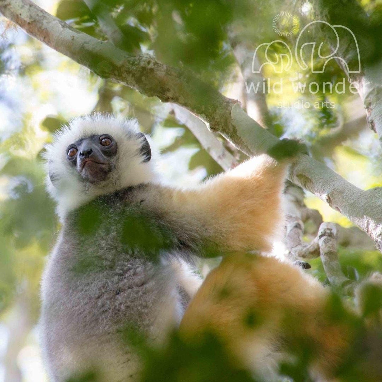 A close-up image of a lemur, a type of primate, perched on a tree branch with its distinctive fur and large eyes visible.
