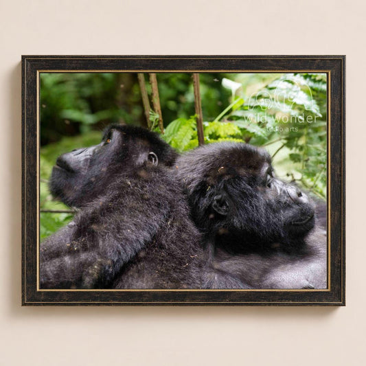 Two black gorillas resting in a lush, green forest environment.