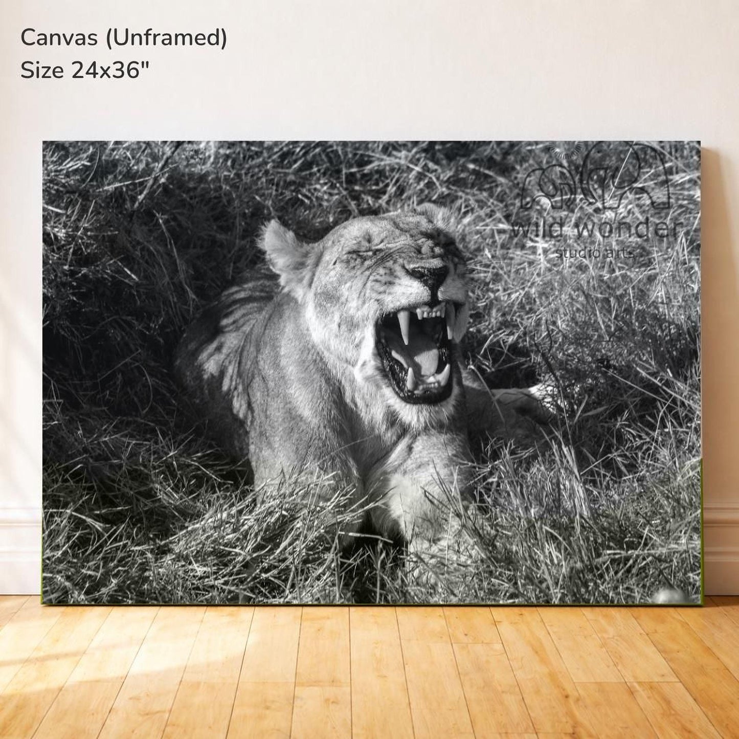 A black and white photograph of a lioness lying in tall grass, with its mouth open and teeth bared, appearing to be roaring.