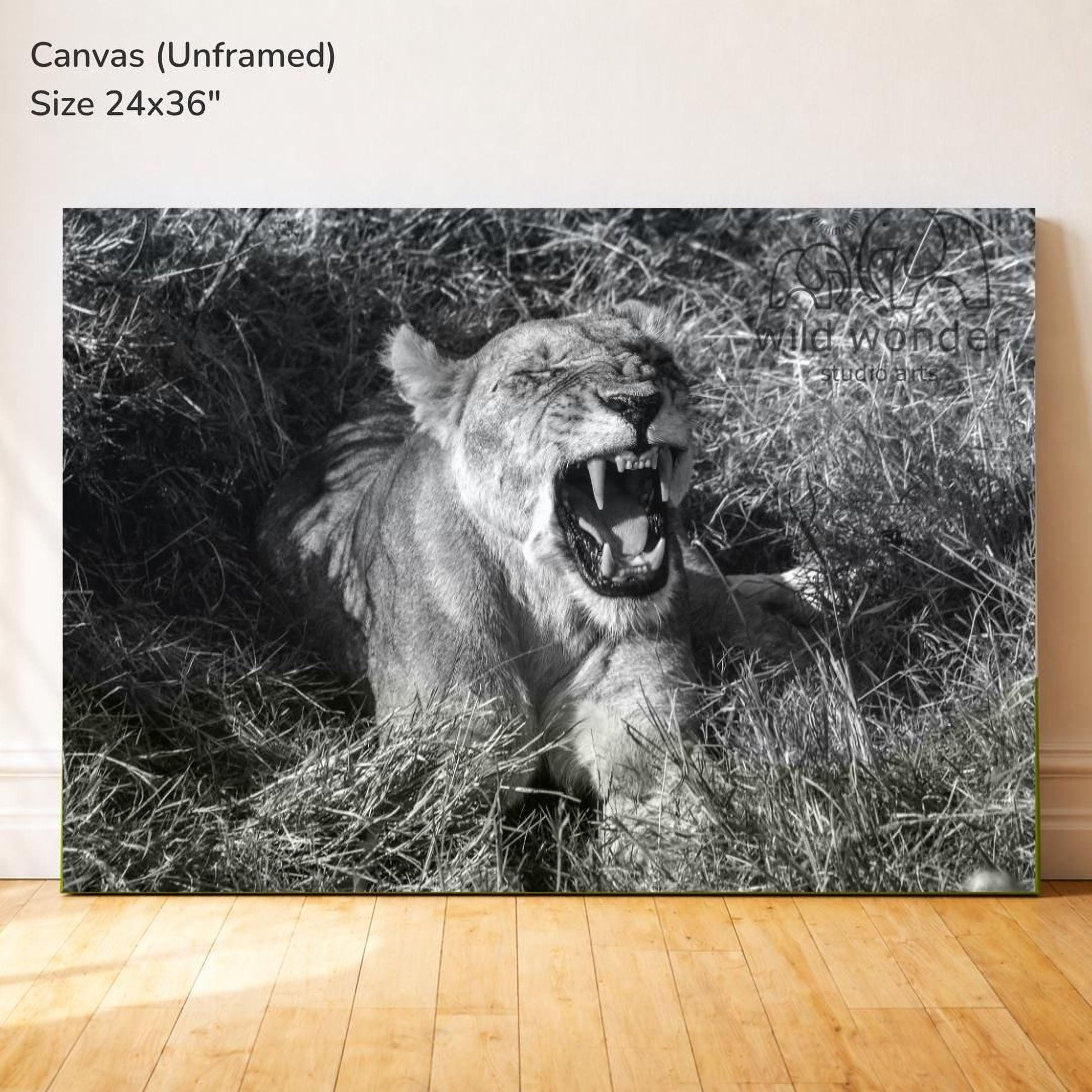 A black and white photograph of a lioness lying in tall grass, with its mouth open and teeth bared, appearing to be roaring.