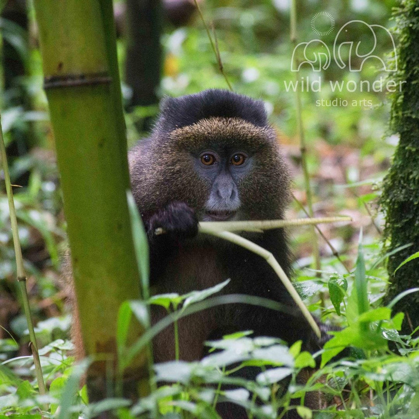 A brown monkey with a black face is sitting in a lush, green forest, holding a branch in its hands.