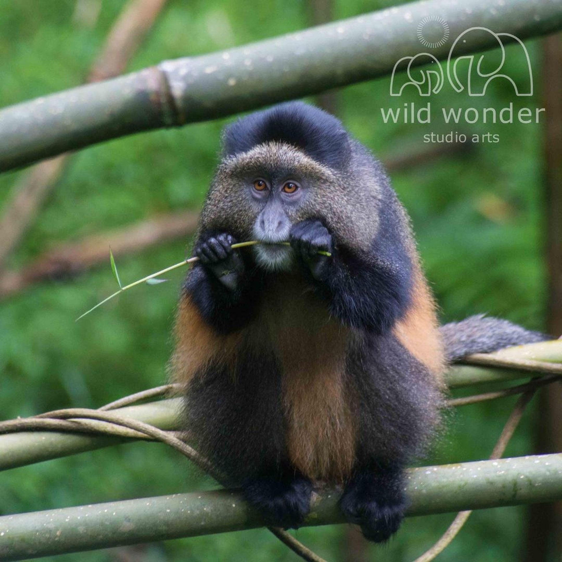 A brown and black monkey is sitting on a branch and holding a green plant in its mouth.