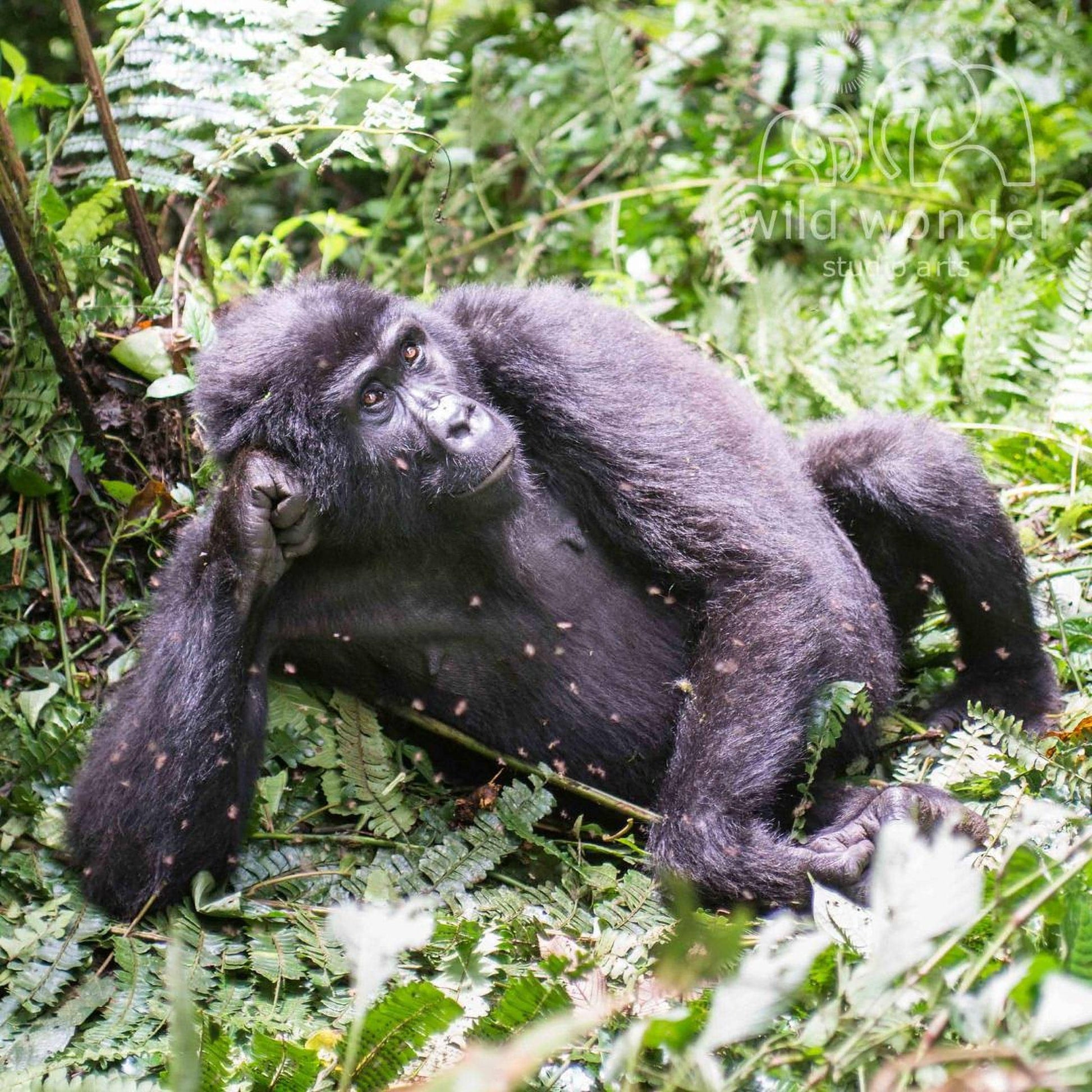 A black gorilla sits in a lush, green forest, surrounded by dense foliage.