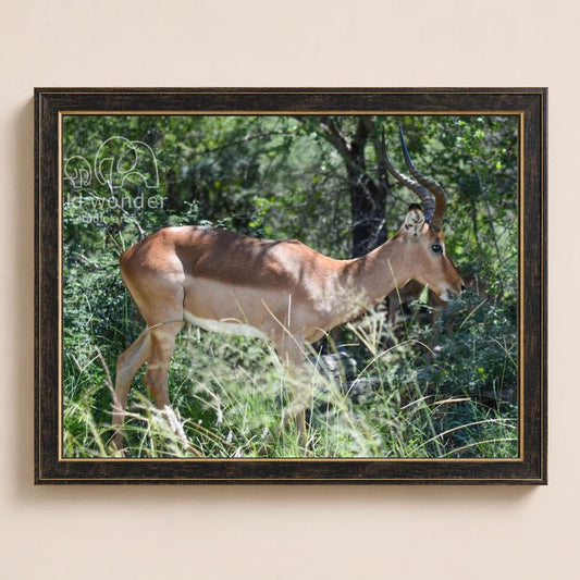 A brown antelope with long horns stands in a grassy field surrounded by trees.