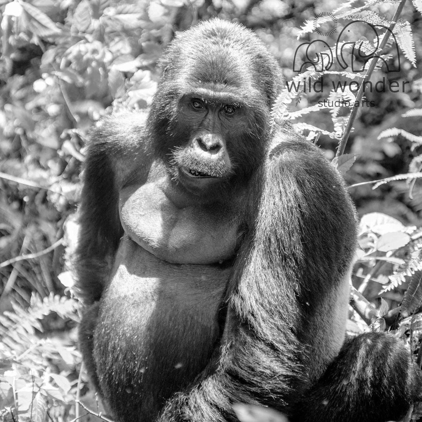 A black and white image of a gorilla sitting in a natural environment, surrounded by foliage.