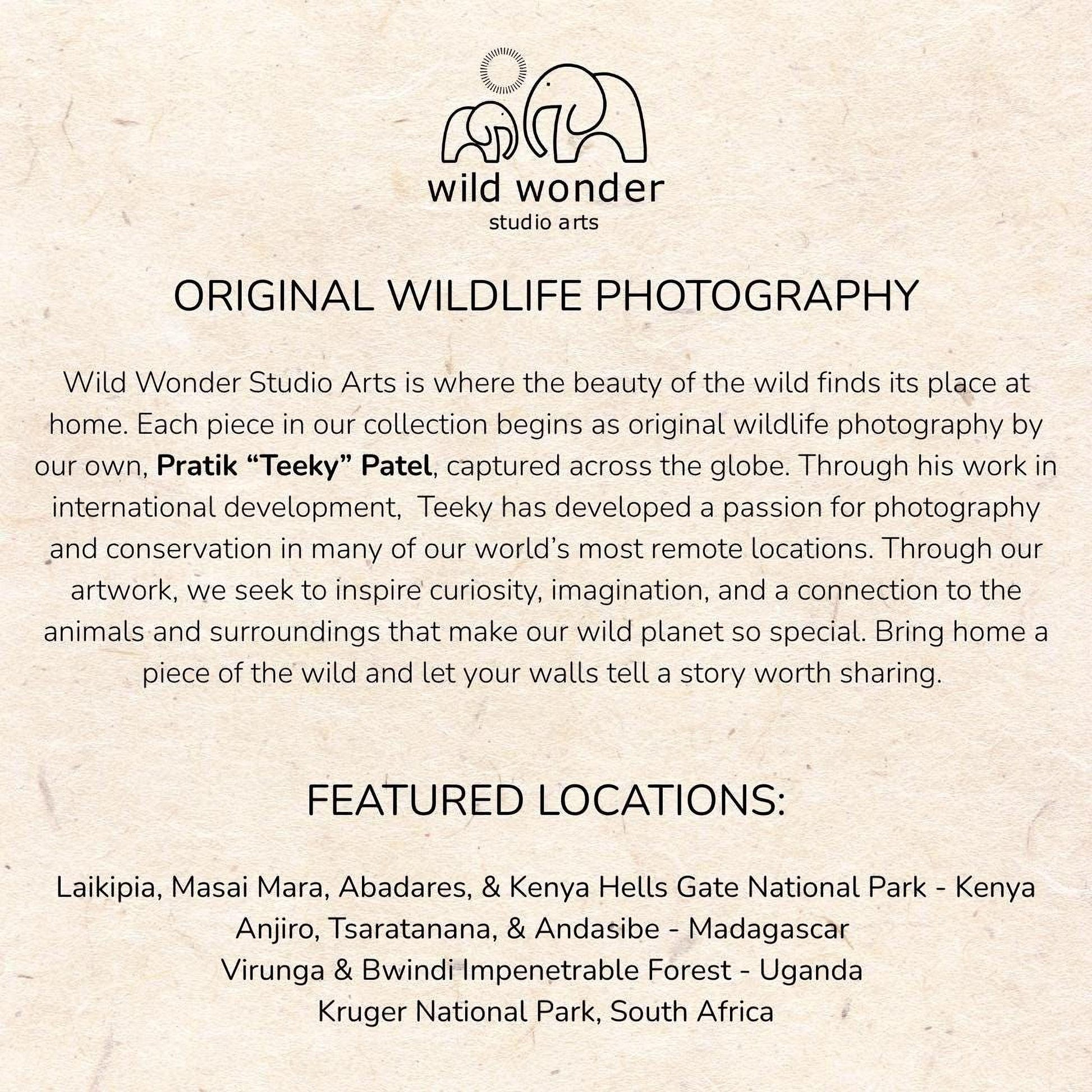 The image is a collection of wildlife photography pieces from various locations around the world, showcasing the beauty of the wild and the passion for photography in different environments.