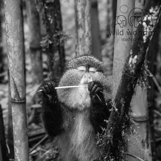 A monkey is seen holding a stick and playing with it in a forest setting.