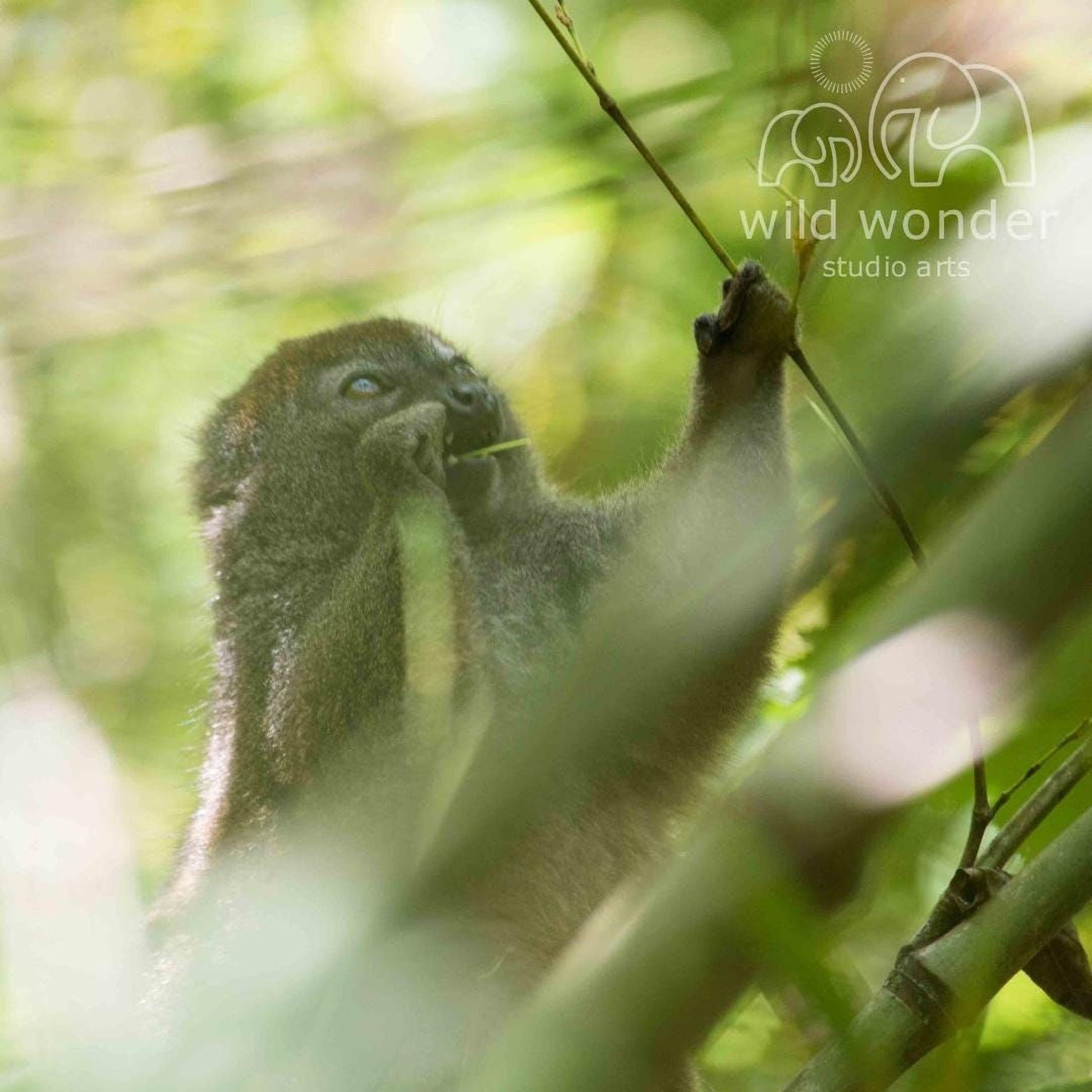 A close-up view of a dark-colored primate, possibly a monkey or a lemur, in a lush, green forest environment.