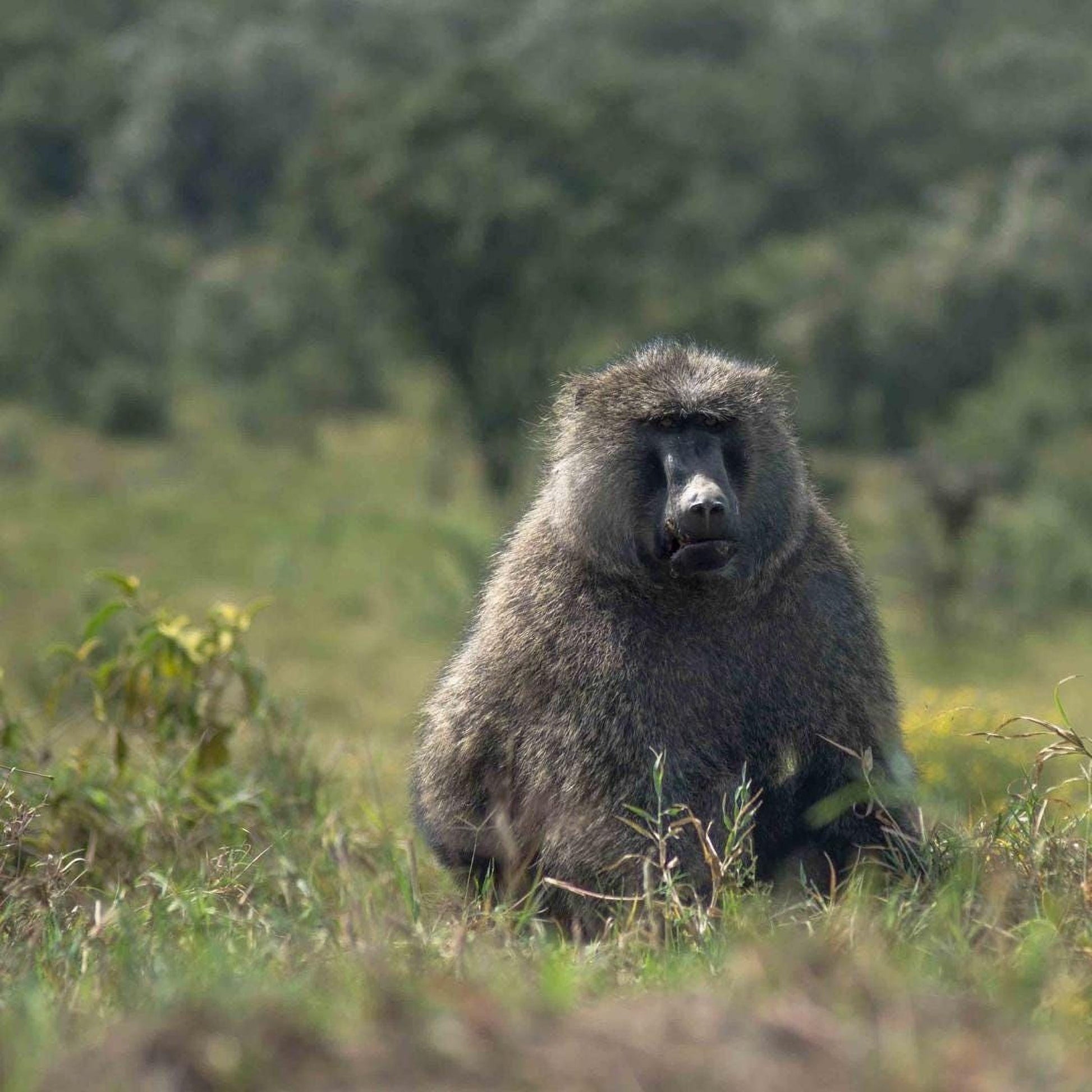 A large, furry monkey sits in a grassy field, surrounded by trees and vegetation.