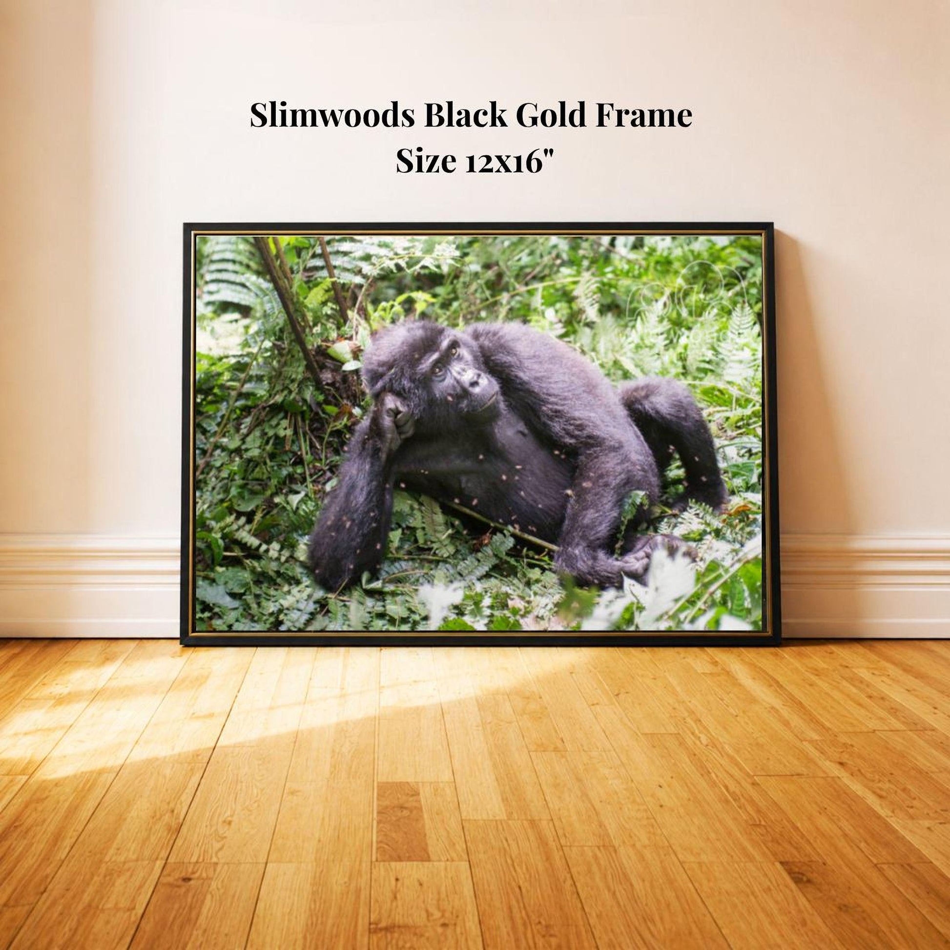 A black and gold framed photograph of a gorilla resting on the forest floor, surrounded by lush greenery.