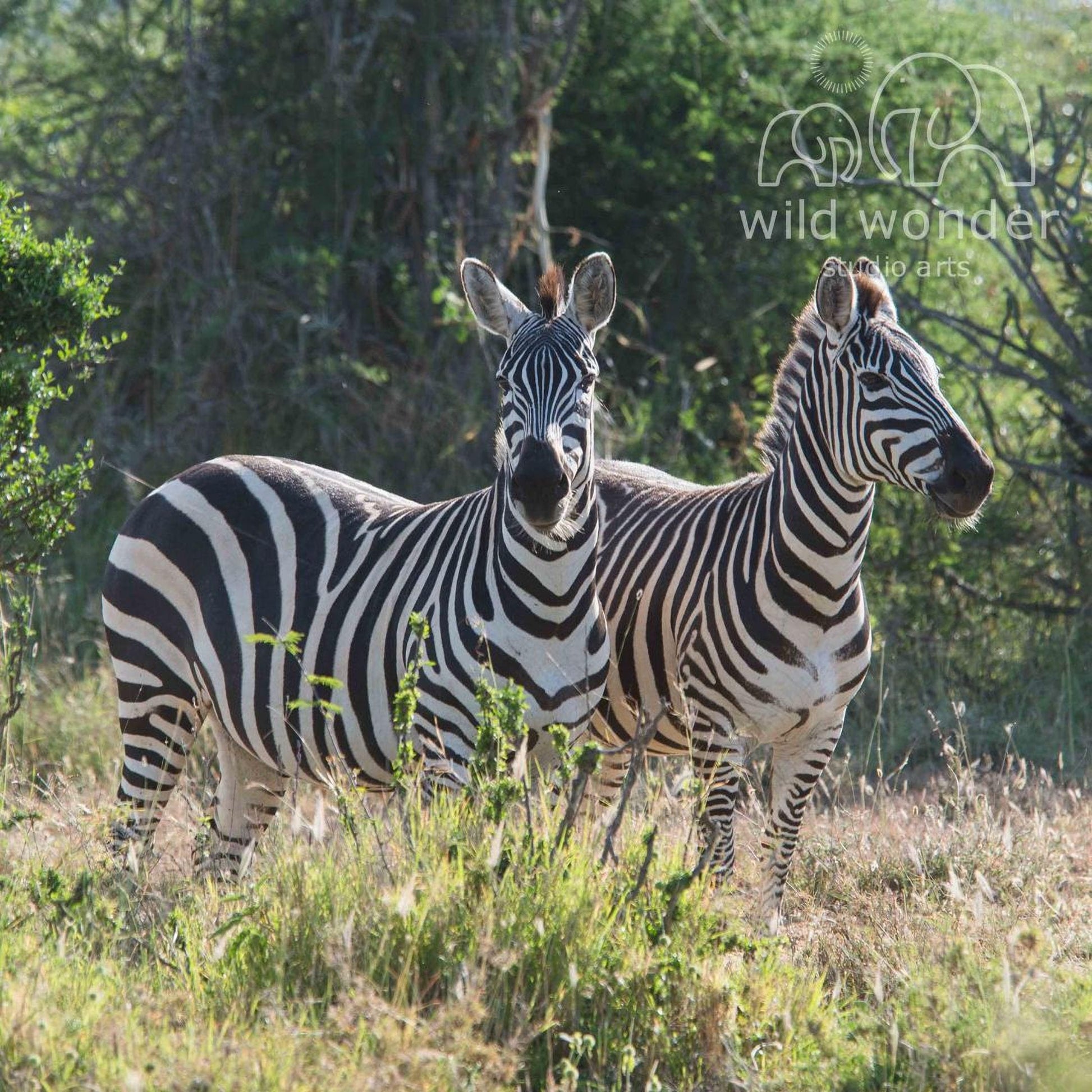Two zebras standing in a grassy field, surrounded by trees and vegetation.