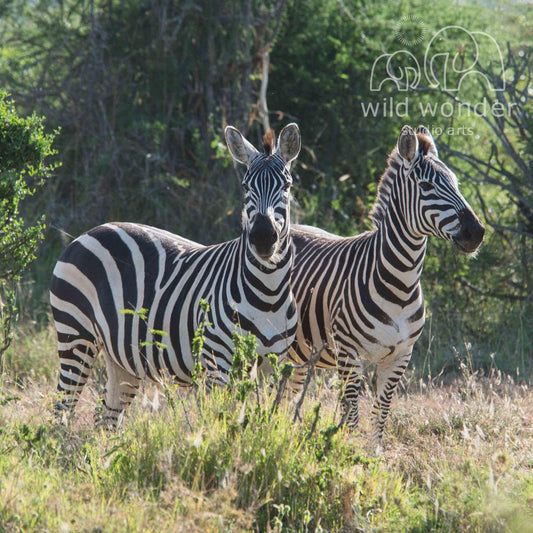 Two zebras standing in a grassy field, surrounded by trees and vegetation.