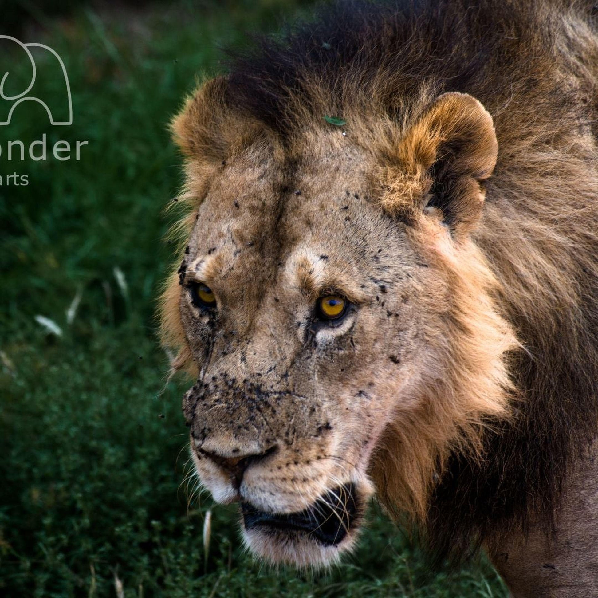 A close-up of a lion's face, with its eyes and nose prominently featured, is the main subject of the image. The lion appears to be standing in a grassy area, with some dirt on its face.