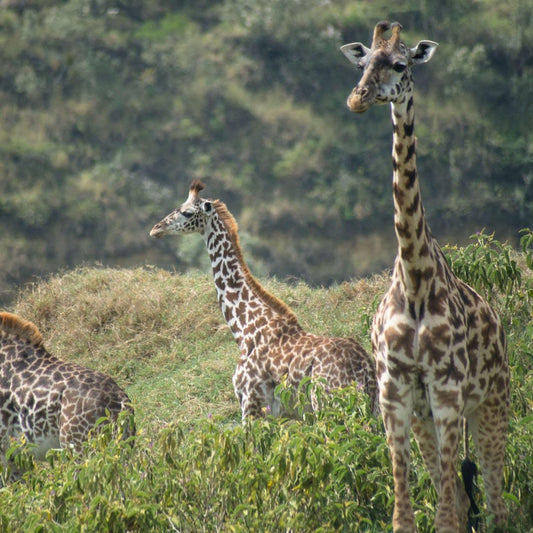 A group of giraffes standing in a grassy field with trees in the background.