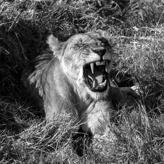 A lioness lies in the grass, her mouth open and teeth bared, appearing to be roaring.