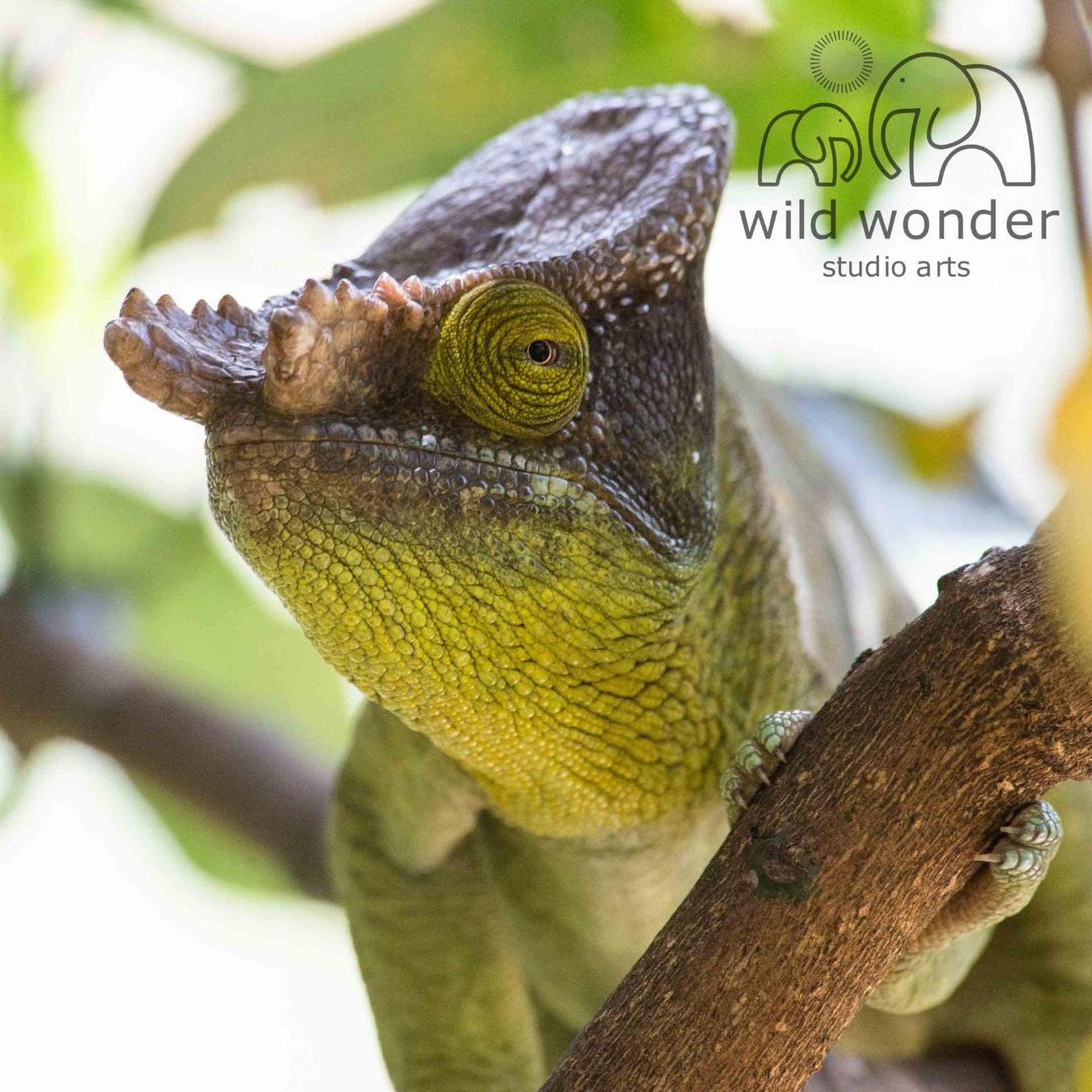 A close-up image of a green and brown chameleon perched on a tree branch, with its distinctive large eyes and long tongue visible.