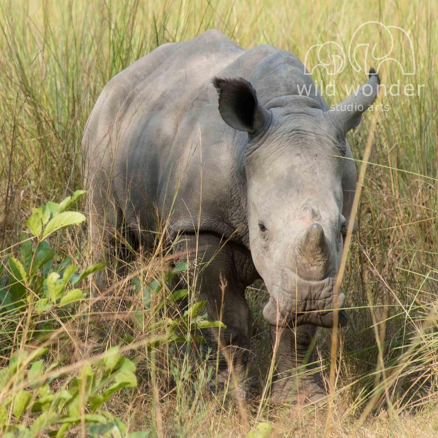 A rhinoceros standing in tall grass, with its head lowered and facing the camera.