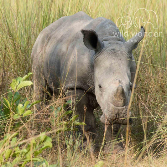 A rhinoceros standing in tall grass, with its head lowered and facing the camera.