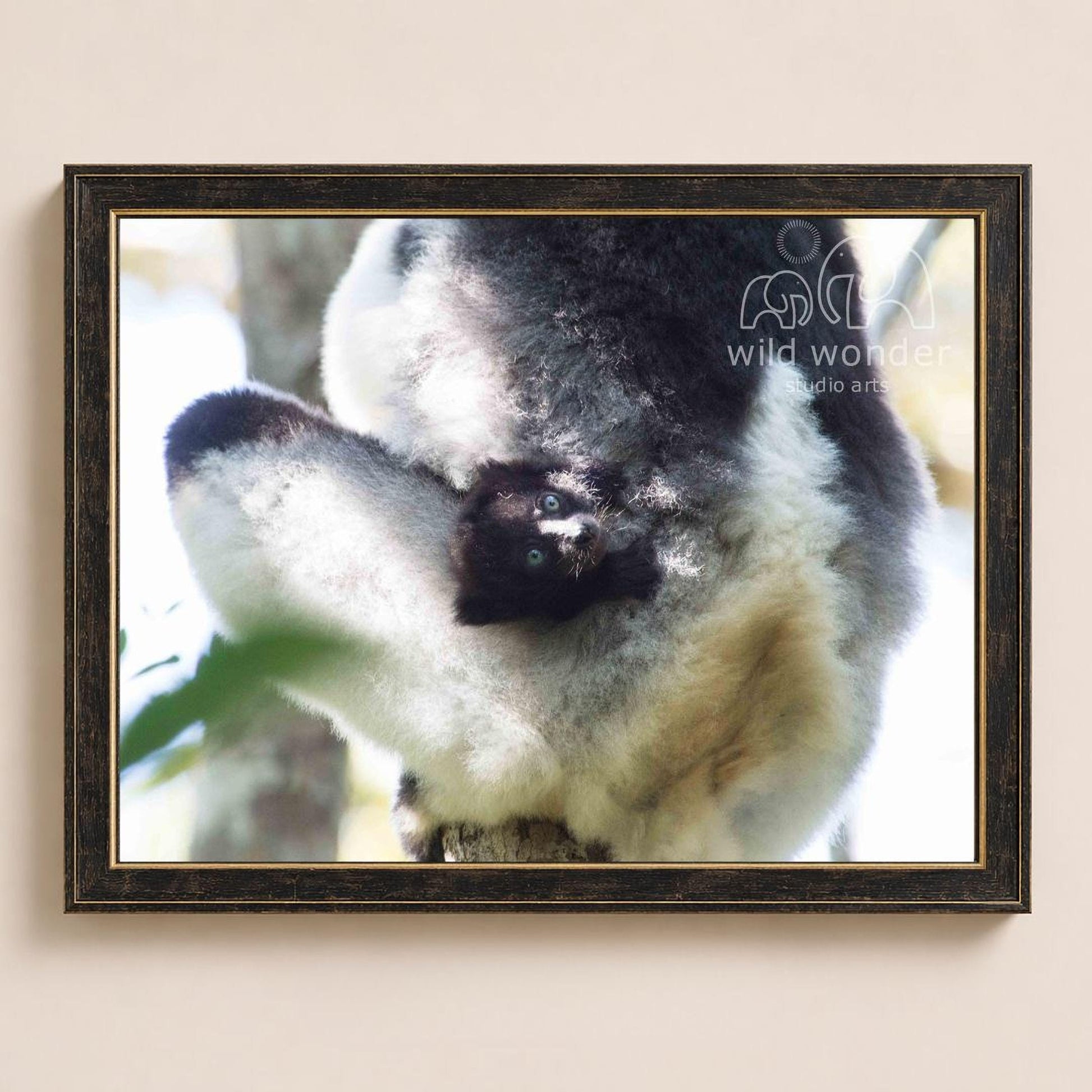 A close-up photograph of a lemur, a type of primate, with its distinctive black and white fur and large eyes.