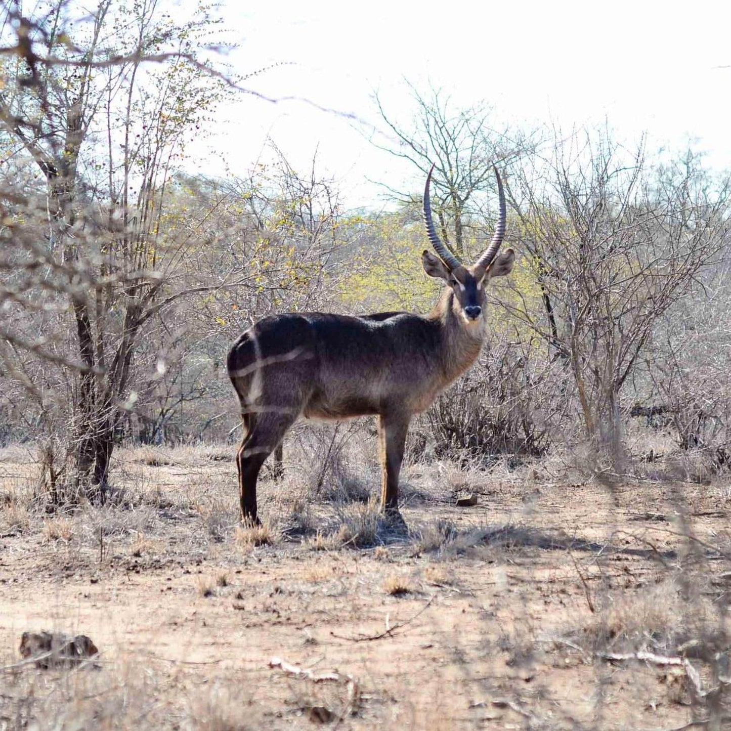 A lone gazelle stands in a dry, barren landscape, its gaze meeting the camera.