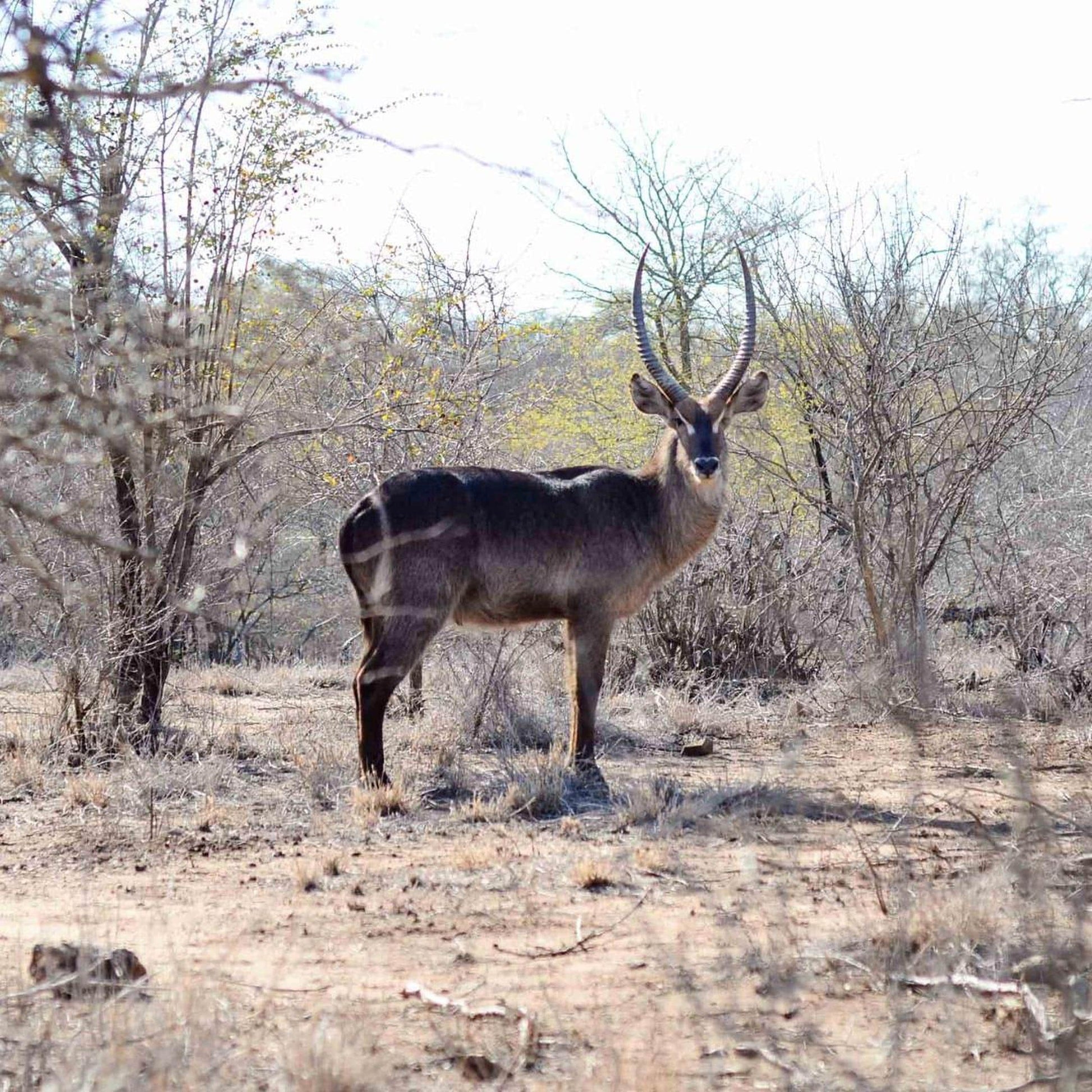 A lone gazelle stands in a dry, barren landscape, its gaze meeting the camera.