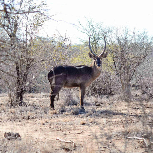 A lone gazelle stands in a dry, barren landscape, its gaze meeting the camera.