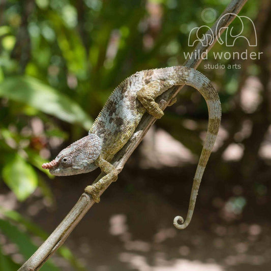 A chameleon is perched on a branch, its body blending with the natural surroundings.
