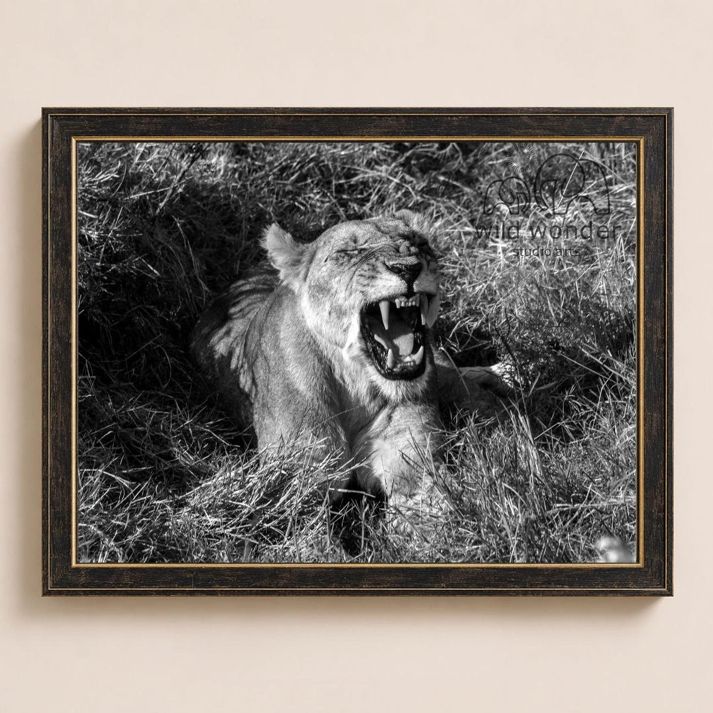 A black and white photograph of a lioness sitting in tall grass, with her mouth open and teeth bared, appearing to be roaring.