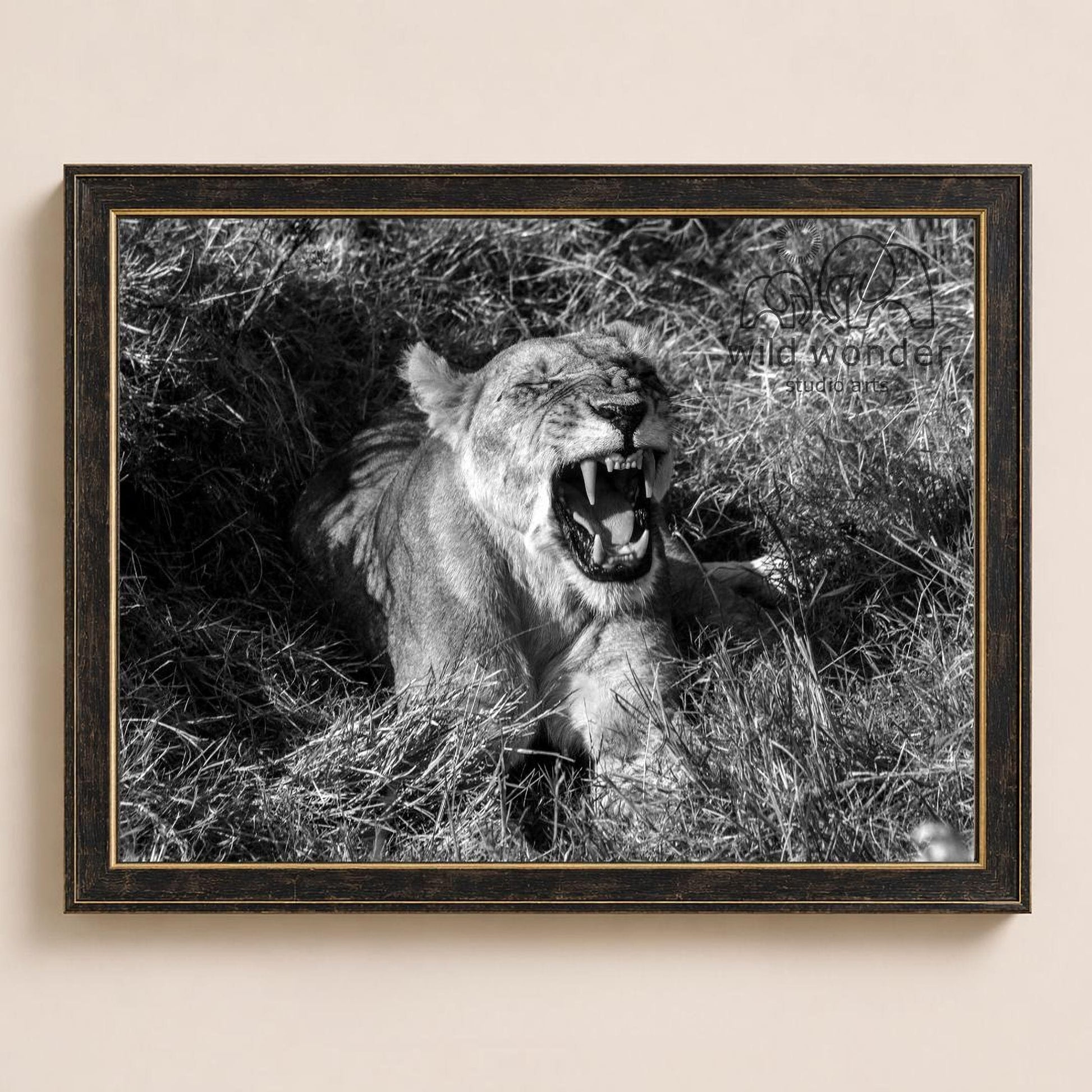 A black and white photograph of a lioness sitting in tall grass, with her mouth open and teeth bared, appearing to be roaring.