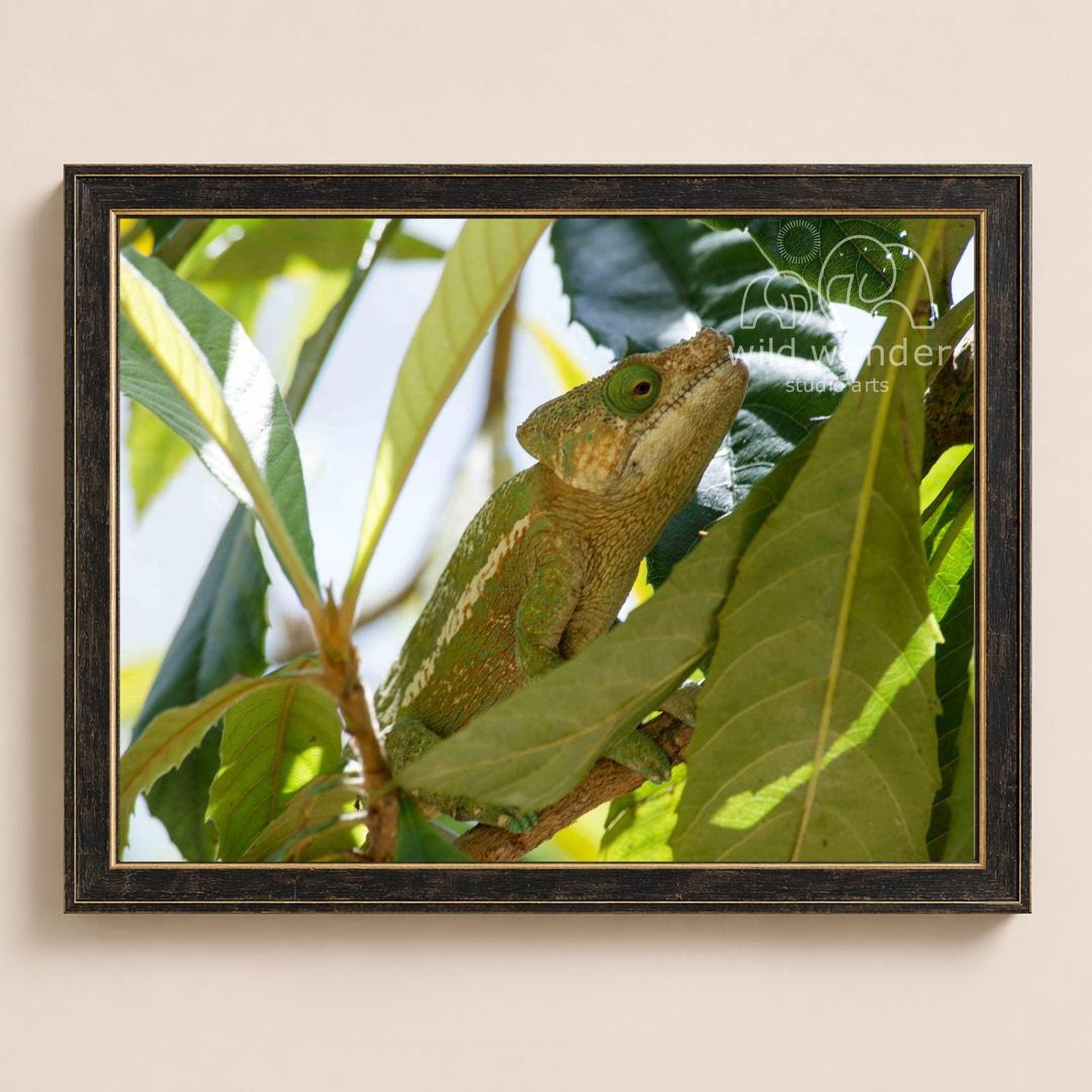 A chameleon is perched on a branch, surrounded by lush green leaves.